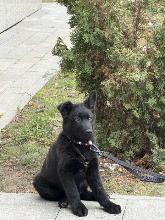 Немецкая овчарка