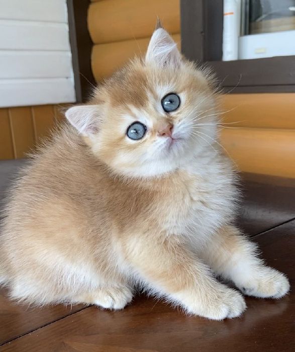 Драгоценные котята золотой шиншиллы.