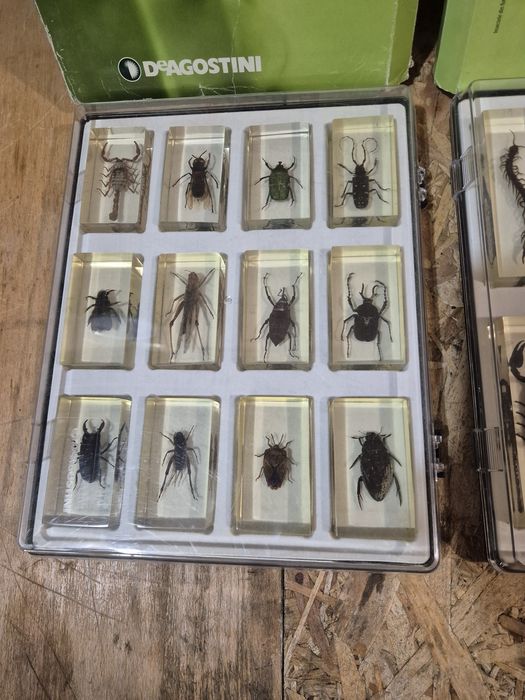Colecție insecte reale  DeAGOSTINI
