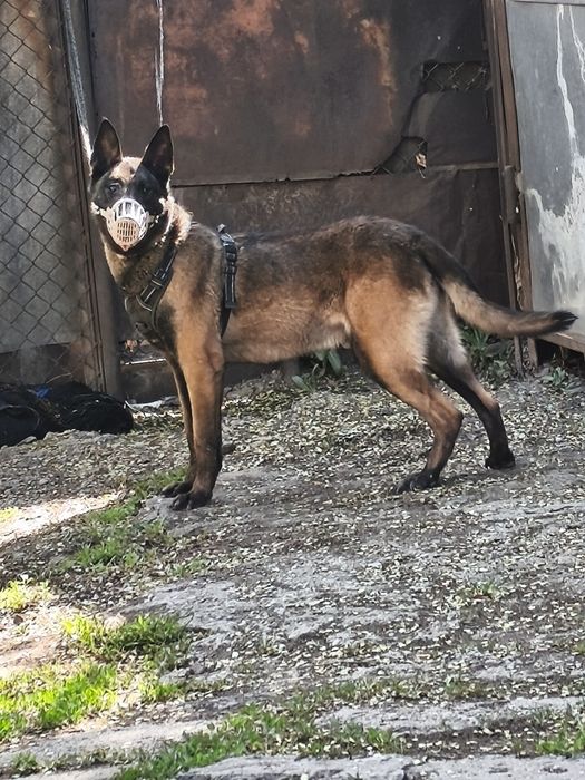 Продам малинуа кобель, три года. Добрый ,