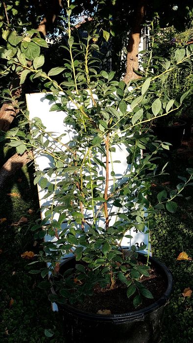 Саженцы голубики