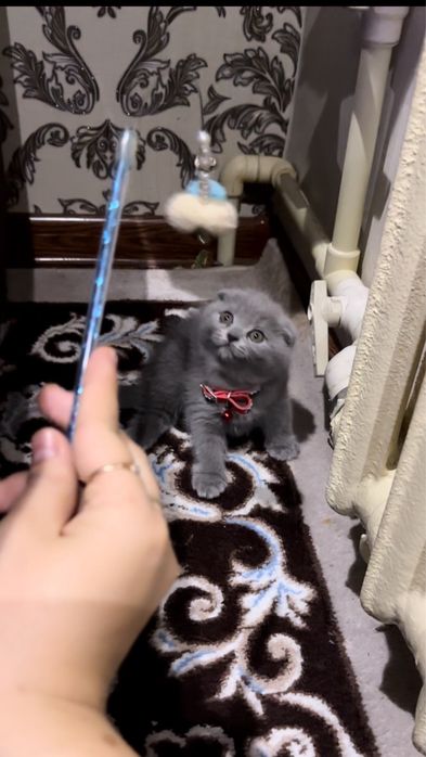 Биританский скотиш фолт тоза кон