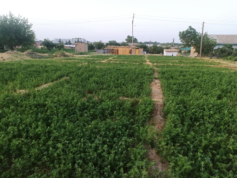 Митанда уй жой сотилади