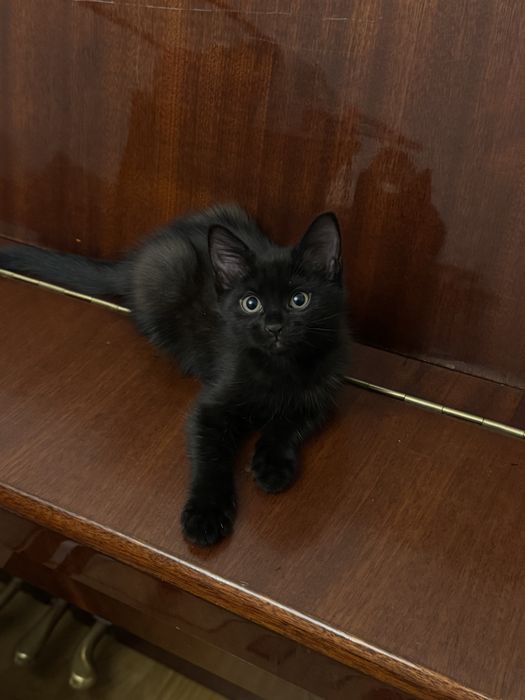 котята 3-4 месяца