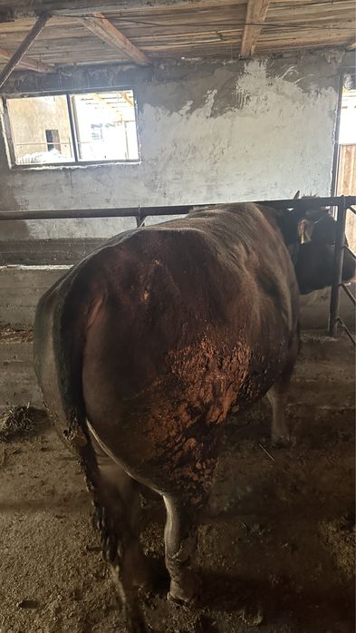 3 бас бука сатылады