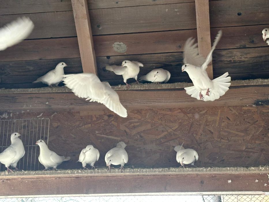 Pui tineri și batrani