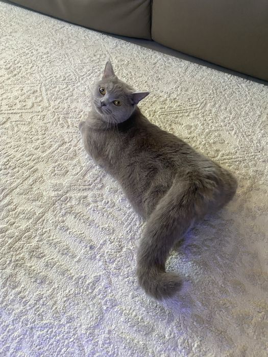 Ищем кота британца для вязки