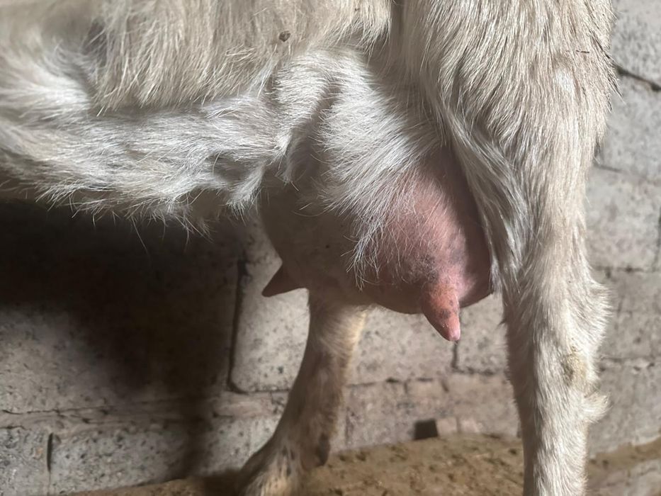 Орыс ешкі сатылады