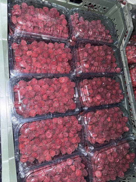 Muzlagan MALINA | Малина оптом