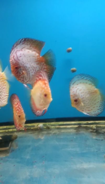 Аквариумные рыбы Дискусы