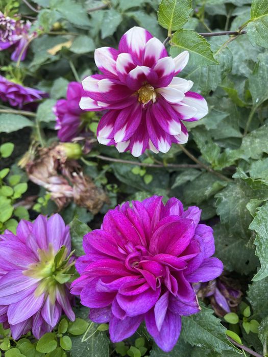 Цветы георгины продаётся