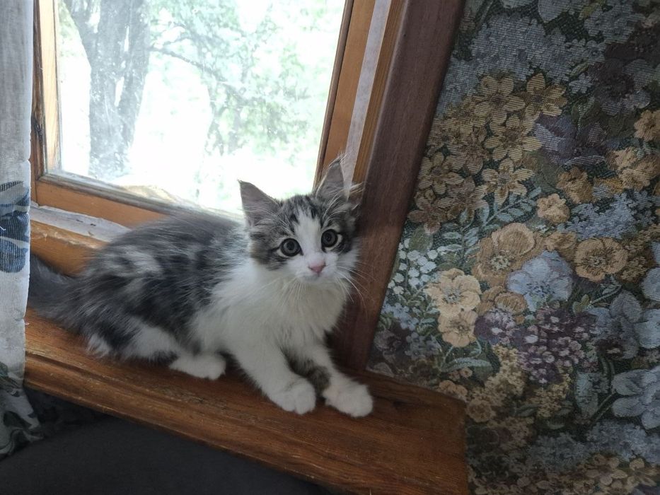 Замечательный котенок ждёт хозяина