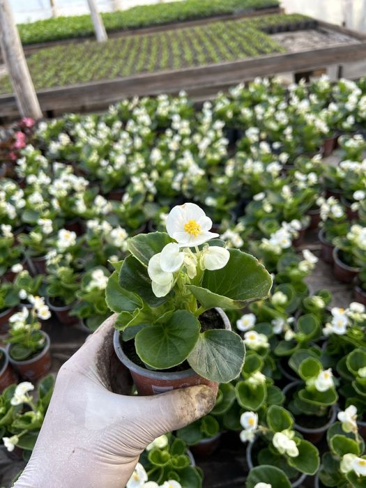 Flori de gradina: begonie, creiță, gura leului, verbena etc