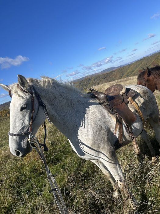 Vând mânz de 2 ani!