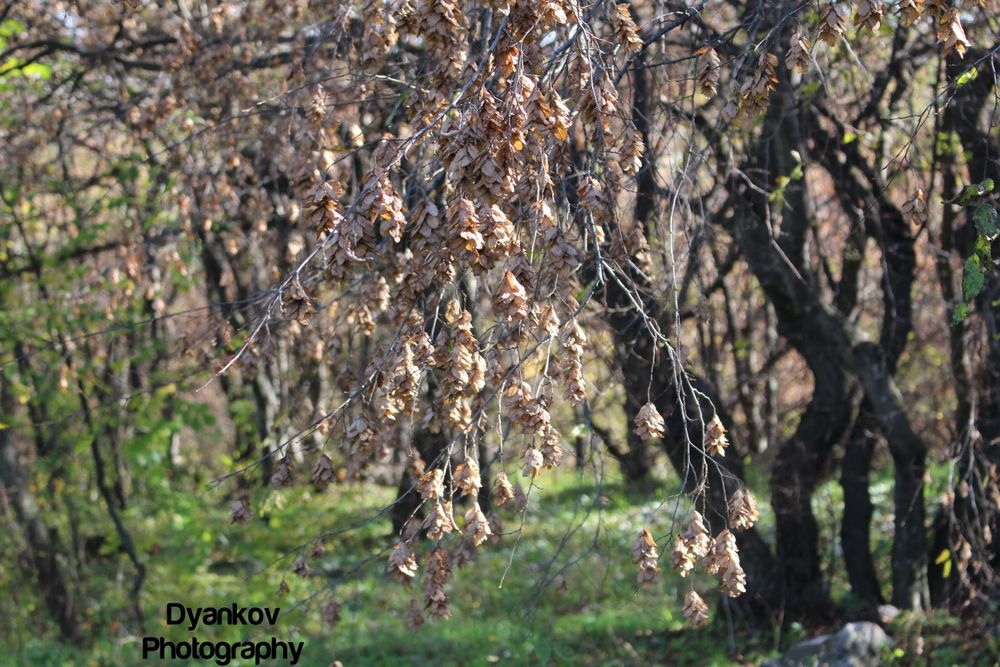 Фото и видео заснемане