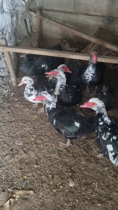 Продаётся индоутки в городе кентау