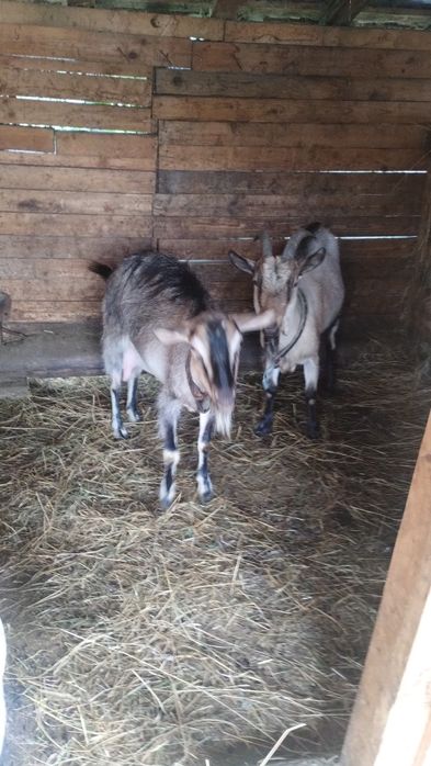 Vând 2  capre : rasă Alpina  Franceza