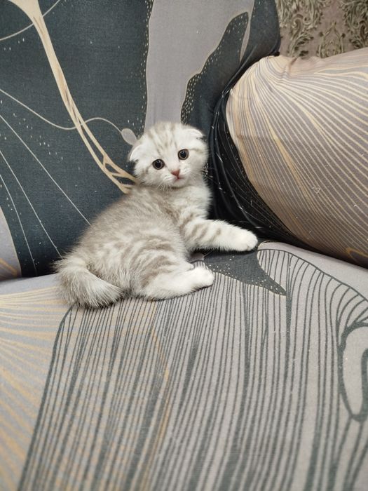 Котята шотландские
