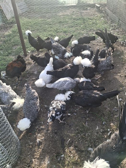 Motate olandeze, curcani negri cocosei rasa mixta  si cocosii italiana argintie vânzare..