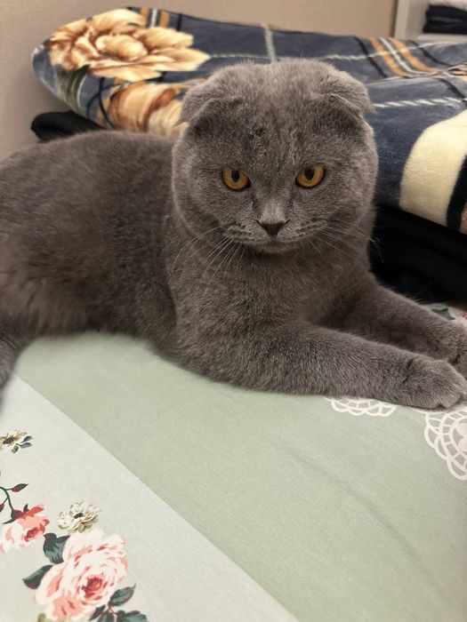 Шотландский вислоуха продаётся мальчик