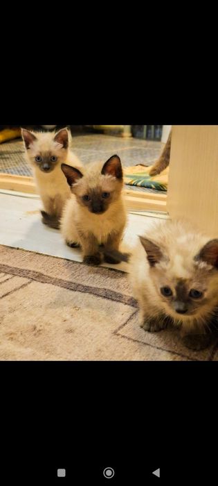 Отдам котят в хорошие руки бесплатно