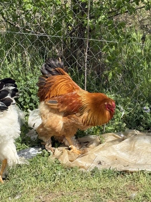 Cocoș Brahma de vanzare