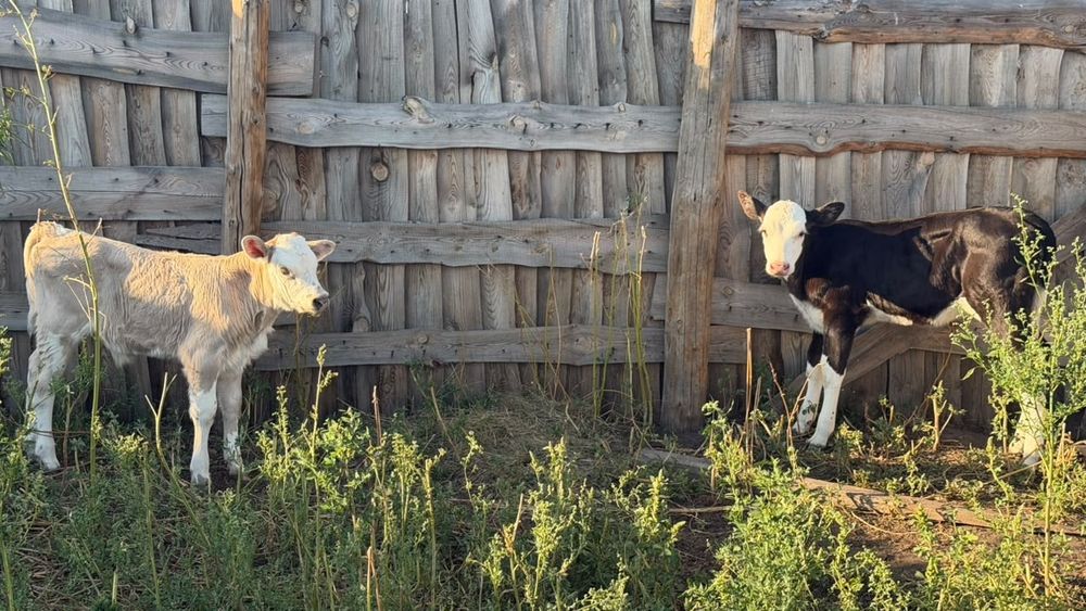 Продам телят бычок и телочка