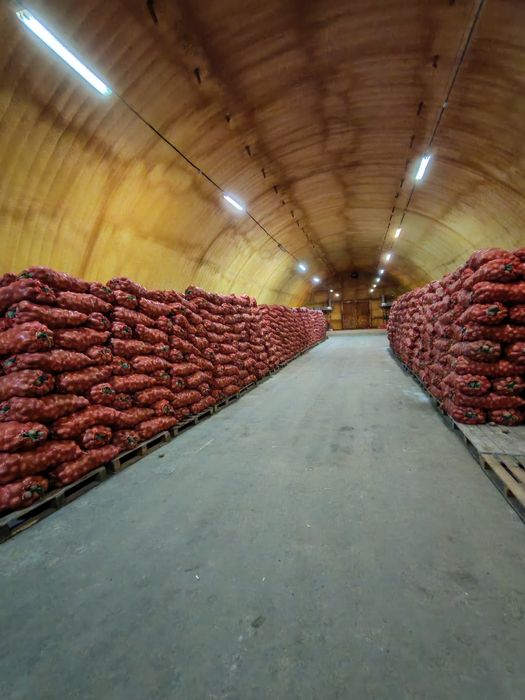 Картошка одборны