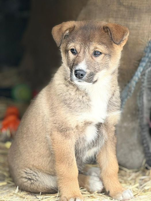 Отлам щенка в добрые руки