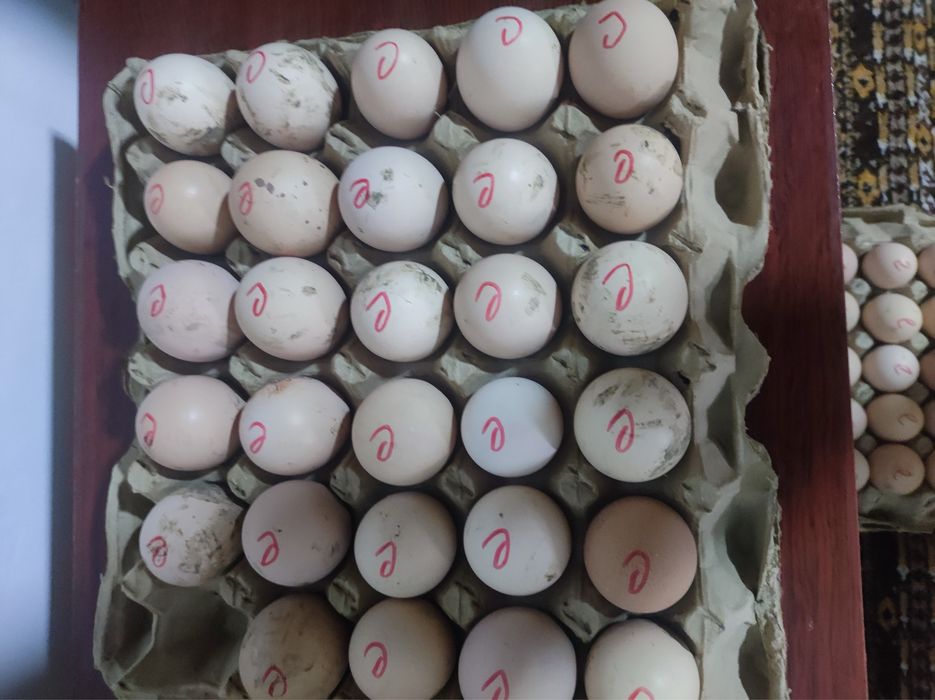 inkubatr xizmati kur tovuq bilan bir xil ochadi ishonchli va juda qula