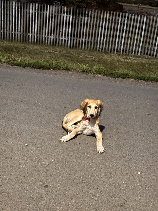 Щенок 6 месяцев продам