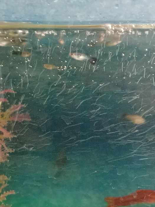 Продам рыбок гупи