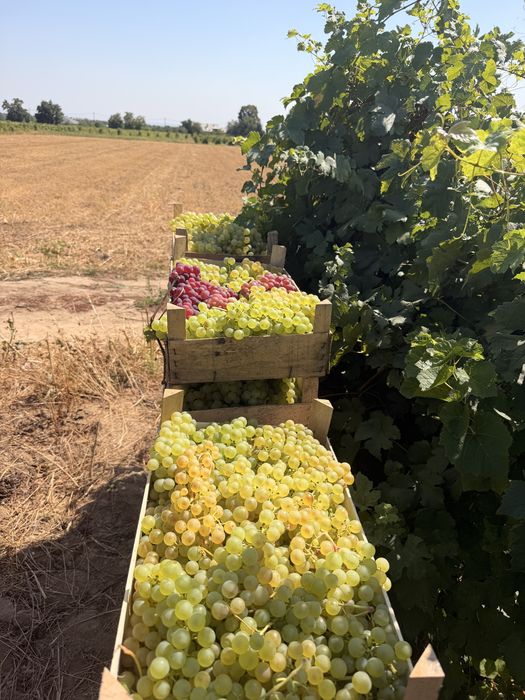 Chasselas de masa