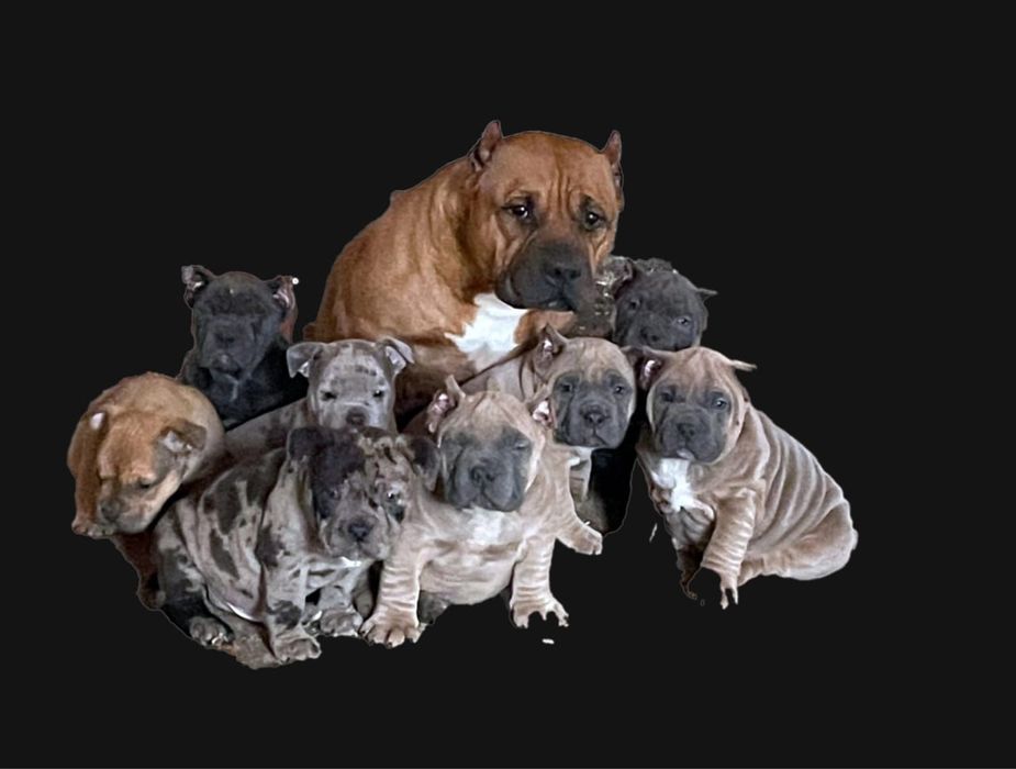 Щенки американский булли