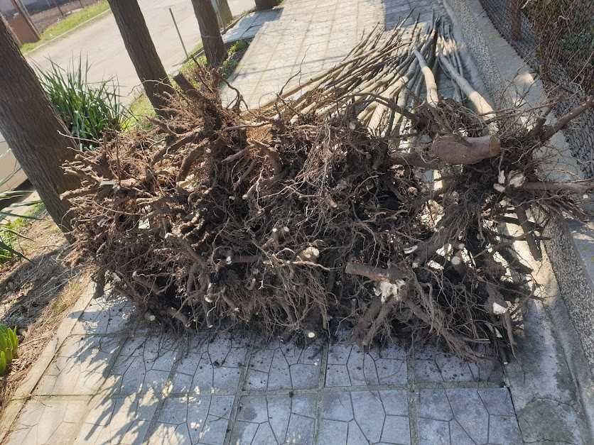 Пауловния Тементоса