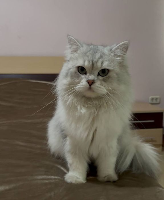 Вязка чистокровный длинношёрстный британец