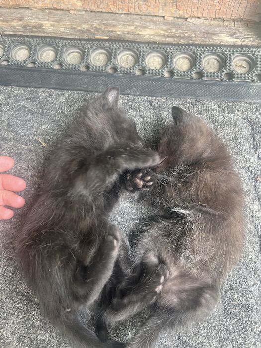 Отдам котят в хорошие руки