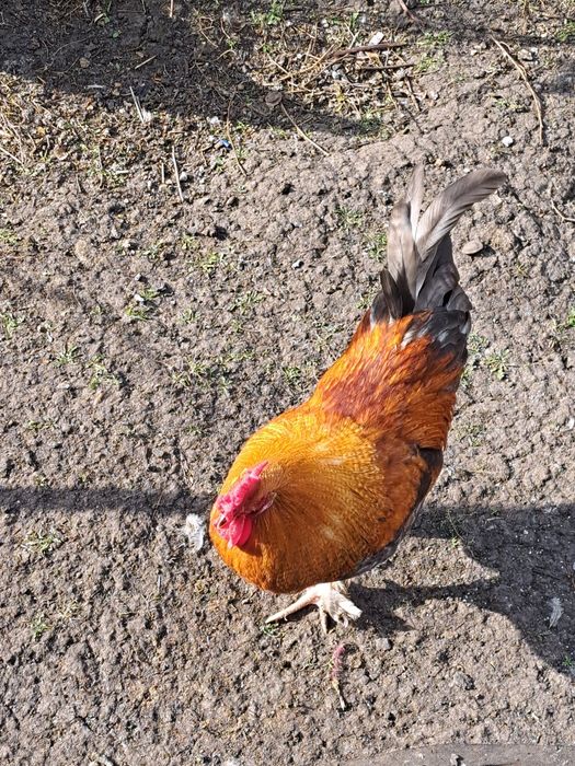 Молодые петухи для разведения