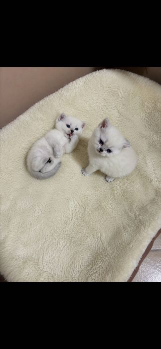 Британски котета
