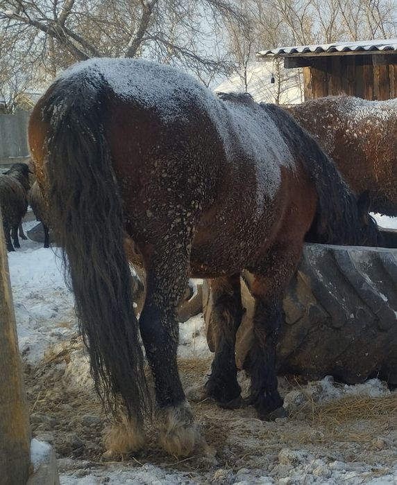 Продам жеребца 6 лет