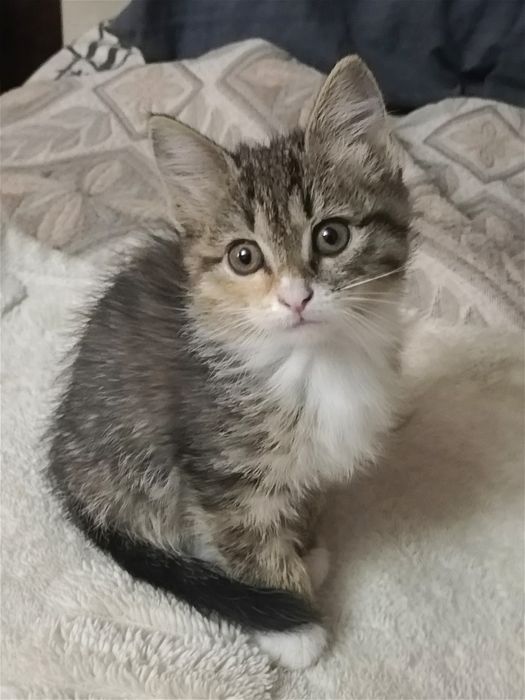 Отдам котят в хорошие руки