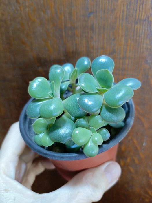 Продам цветочки по 500 тг!