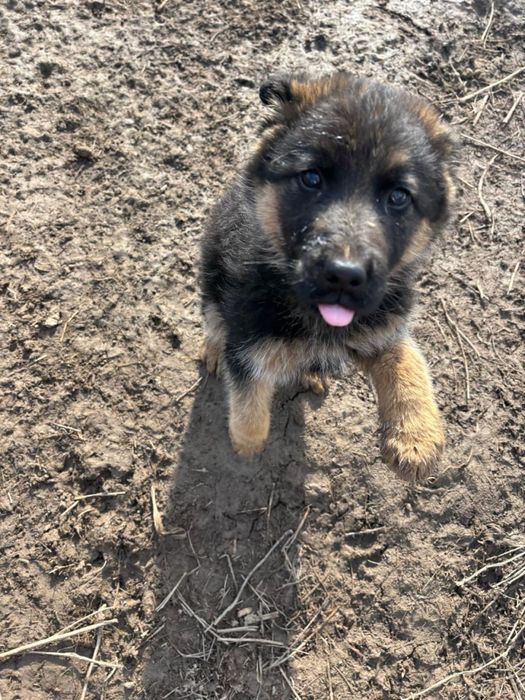 Бесплатно отдам щенка овчарку,мать и отец немецкие овчарки