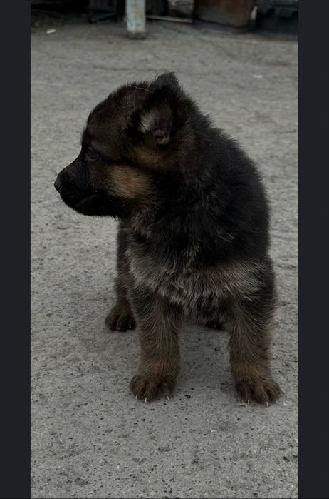 Щенки немецкой овчарки,