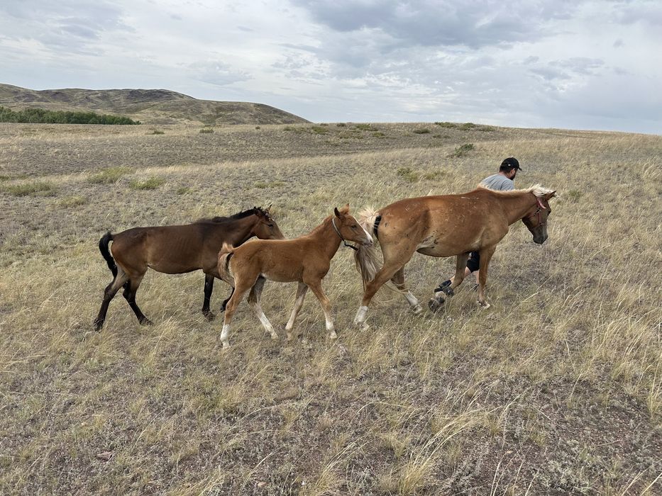 Продам кобылу срочно за 600000