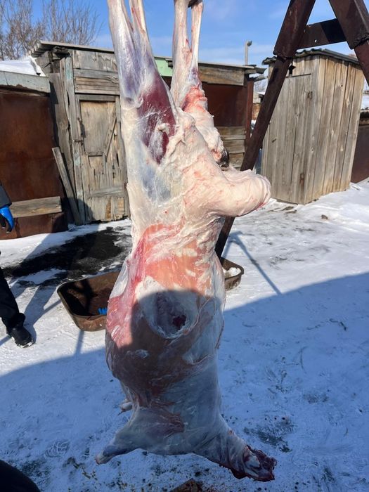 Продам баран по 3500 за кг