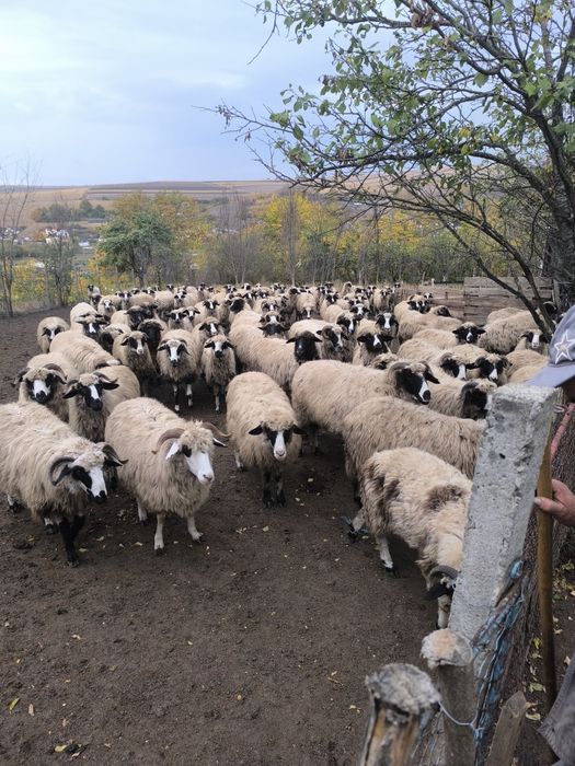 Disponibili 23 de berbecuți