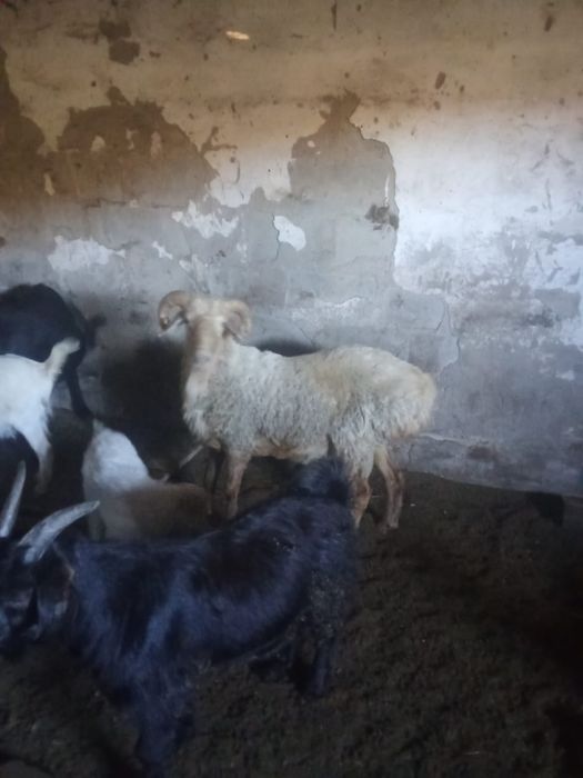 Баран мальчик 2 года