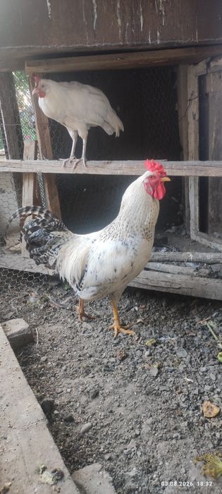 Продам классного петуха