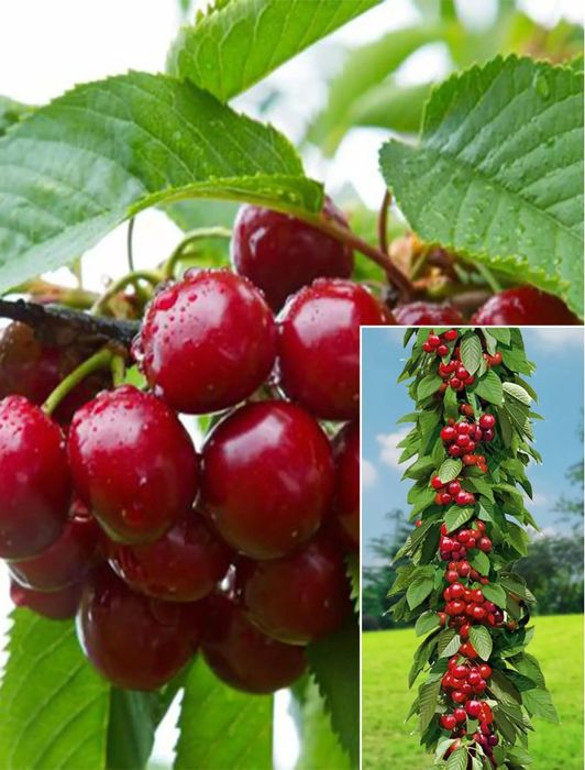 Pomi Fructiferi Columnari (CIRES)